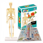 HS3101 STEM Education Kits #53 Human bones Assembled